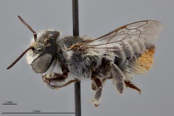 Media type: image;   Entomology 791028 Aspect: habitus lateral view